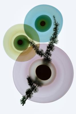 Transparences éphémères - Cèdre du Liban 1.jpg